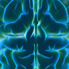 Brain