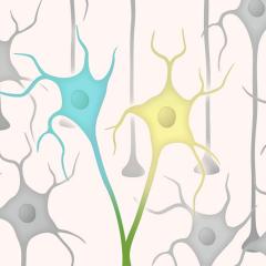 Faulty brain circuits arise from abnormal fusion