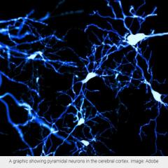 Pyramidal neurons 