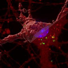 Tau protein