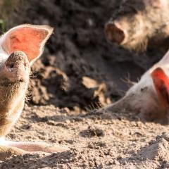 Pigs in mud